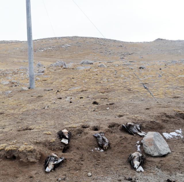5 dead upland buzzards